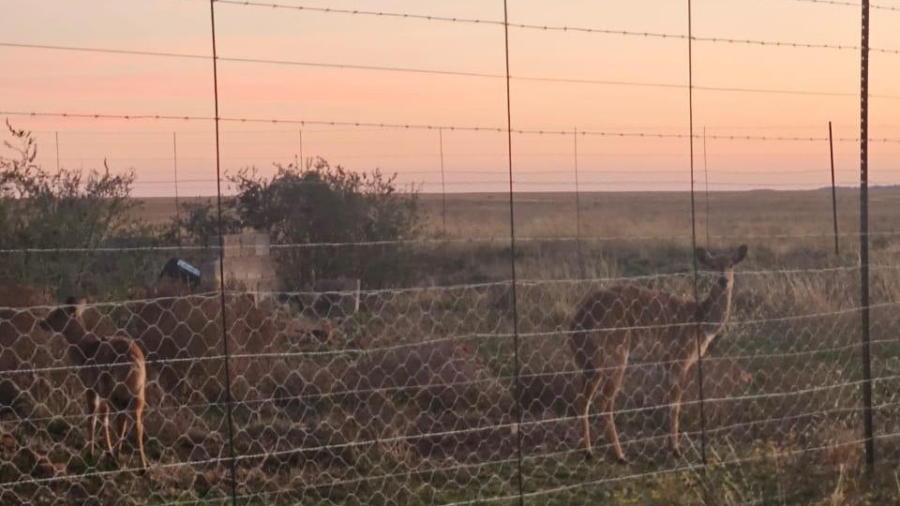 5 Bedroom Property for Sale in Edenburg Rural Free State